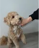 Purlov Hundeschermaschine 23186 Produktbild-Vorschau 12