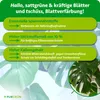 Marketing image for plant fertilizer with text highlighting benefits and a close-up of a Monstera leaf. Produktbild-Vorschau