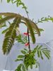 Lot de 4 plants d'Albizia julibrissin 'Rosea' (Arbre de Voir les images du produit 5