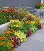 BALDUR Garten 7er Staudenbeet 'Elegance', Pflanzen im 9x9 Produktbild-Vorschau 2