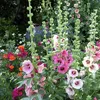 6 x Stockrose  - Alcea rosea 'Simplex'  | Topf 9cm x 9cm Produktbild-Vorschau 2