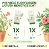 Power Florfliegenlarven gegen Blattläuse und Wollläuse– 1 Produktbild-Vorschau 4