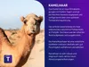 Naturhaarbettdecke Traumnacht Kamelhaardecke aus 100% Produktbild-Vorschau 5