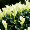 GreenboutiQ - Heckenpflanzen - Euonymus japonica Paloma Produktbild-Vorschau 4