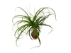 Gardners Beaucarnea recurvata, priemer 14-15 cm Náhľad obrázku produktu 2