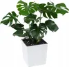A green Monstera plant in a white square pot against a white background. Anteprima dell’immagine prodotto