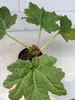 Mammutblatt - Gunnera manicata - Staude Produktbild-Vorschau 1