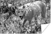 MuchoWow® Poster Weißer Wolf im Gras in Schwarz und Weiß Produktbild-Vorschau 1