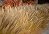 Stauden Gänge 1 x Miscanthus sinensis 'Gracillimus' im 1 Produktbild-Vorschau 8