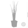 Bloomique - Typha Latifolia - Grand Massette - Cigare des Voir les images du produit 4