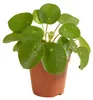 Pilea Peperomioides, Ufopflanze, Zimmerpflanze, 15-20 cm, Produktbild-Vorschau 1