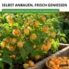 Physalis Andenbeere Kapstachelbeere Samen - Physalis Produktbild-Vorschau 6