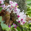 Biopon concime per orchidee in stick 12 pezzi Concime Anteprima dell’immagine prodotto 7