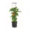 Tomatenpflanze aus Kunststoff Pflanzkübel 28 L, Produktbild-Vorschau 7