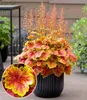 BALDUR Garten 3x Heuchera 'Eternal Flame', Pflanzen im 9x9 Produktbild-Vorschau 1