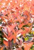 Photinia fraseri 'Red Robin', Glanzmispel, rot, 60–80 cm Produktbild-Vorschau 8