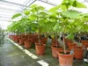 Blauglockenbaum Kiribaum 160 - 180 cm Paulownia tomentosa Produktbild-Vorschau 6