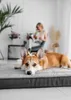 A dog is lying on a dog bed in a living room, with a person reading in the background. Produktbild-Vorschau
