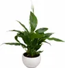 Spathiphyllum Chico 70 cm w ceramicznej doniczce – lilia Podgląd zdjęcia produktu 3