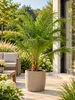 Zwerg-Dattelpalme Phoenix roebelenii 100–120 cm – Elegante Produktbild-Vorschau 3