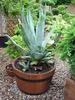 Pot de fleurs en pin 35xH21 k. Noyer Voir les images du produit 5