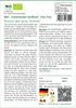 SAFLAX - BIO - Chinesischer Senfkohl - Pak Choi - Brassica Produktbild-Vorschau 3