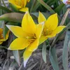 Cibule tulipánů, mrazuvzdorné, víceleté – botanická směs – Náhled obrázku produktu 2