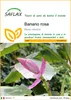 SAFLAX  - Banano rosa - 8 semi - Musa Anteprima dell’immagine prodotto 1