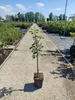 Malus domestica ‘Discovery’, Apfelbaum, Höhe 100cm, 5 Liter Produktbild-Vorschau 5