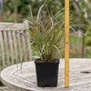 Stauden Gänge 1 x Miscanthus sinensis 'Lady in Red' im 11 x Produktbild-Vorschau 6