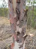 Zitronen-Eukalyptus (Corymbia citriodora)  - 20 Samen Produktbild-Vorschau 3