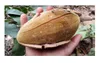5x Adansonia digitata Baobab Affenbrotbaum Pflanzen - Samen Produktbild-Vorschau 7