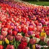500 Tulpenzwiebeln – 5 farbenfrohe Sorten Produktbild-Vorschau 3