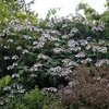 Hortenzie  - Hydrangea aspera 'Macrophylla'  | 40-60 cm v Náhled obrázku produktu 2