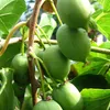 Aktinidia Issai ostrolistna obupłciowa 2L Podgląd zdjęcia produktu 3