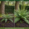 Stauden Gänge 1 x Blechnum spicant im 1 Liter Topf - Produktbild-Vorschau 4