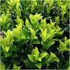 Euonymus 'Green Spire' – japonský brslen – vždyzelený – Náhled obrázku produktu 3