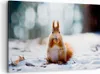 Bild auf Leinwand - Leinwandbild - Eichhörnchen Winter Produktbild-Vorschau 1