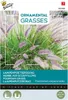 Lampenputzergras | Ziergrassamen von Buzzy Seeds Produktbild-Vorschau 3