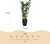 Green boutiQ - Plantes de haie - Ligustrum ovalifolium - Voir les images du produit 3