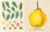 John Derian Sticker Book Produktbild-Vorschau 5