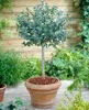 Toraf 10Pcs Eukalyptus Richtige Samen Immergrüner Baum Produktbild-Vorschau 6