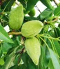 A close-up view of unripe almonds on a tree branch, surrounded by green leaves. Produktbild-Vorschau