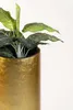 VIVANNO Bac à plantes en fibre de verre SOLERIO Rond, Voir les images du produit 7