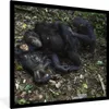 MuchoWow® Gerahmtes Poster Affen - Schlaf - Wald 40x40 cm - Produktbild-Vorschau 1