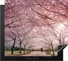 KitchenYeah© Herdabdeckplatte Kirschblütenbäume in Japan , Produktbild-Vorschau 1