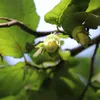 Hallesche Riesennuss, confezione da 2 litri Anteprima dell’immagine prodotto 4