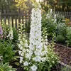 3x Delphinium (P) M.Fount.Pure White P9H20 Produktbild-Vorschau 1