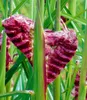BALDUR Garten 3x Miscanthus Boucle®, Knollen in Größe I, Produktbild-Vorschau 2