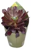 Aeonium arboreum atropurpureum - Plante grasse en rosette - Voir les images du produit 1